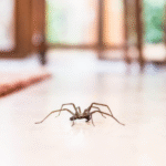 Spiders Only in the Laundry Room – Why That One Room?