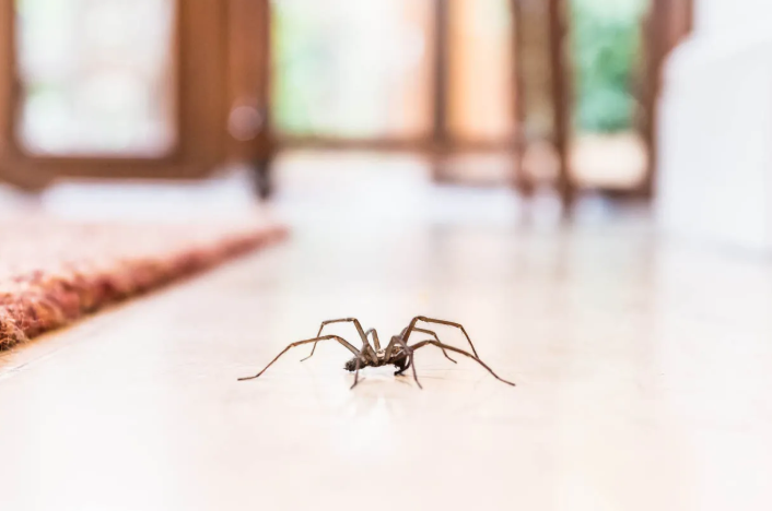 Spiders Only in the Laundry Room – Why That One Room?